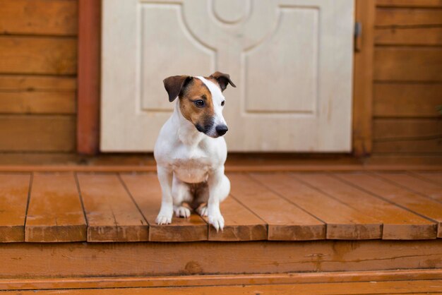 写真 木製の床に座っている犬の肖像画