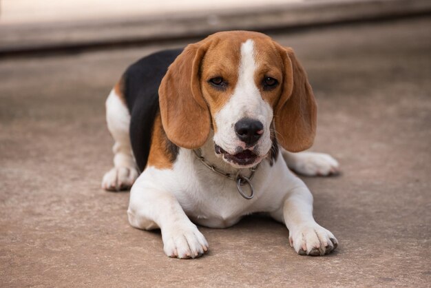 写真 外に座っている犬の肖像画