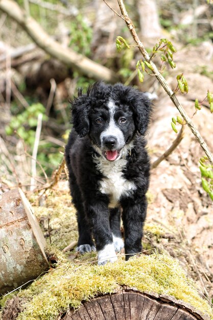 写真 外に座っている犬の肖像画