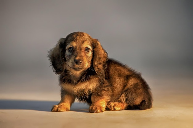 写真 外に座っている犬の肖像画