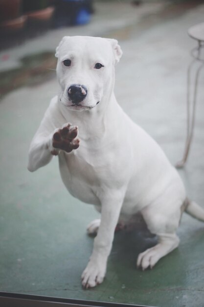 写真 外に座っている犬の肖像画