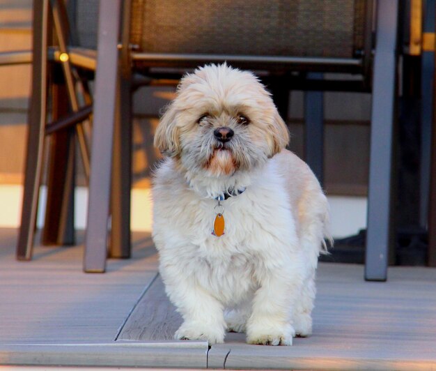 写真 座っている犬の肖像画