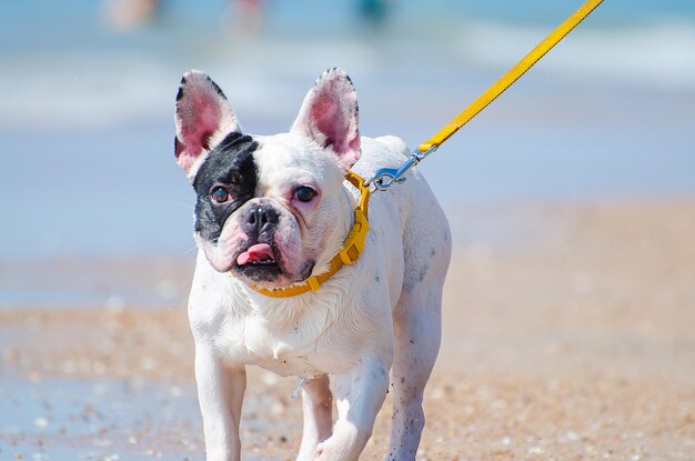 写真 ビーチに立っている犬の肖像画