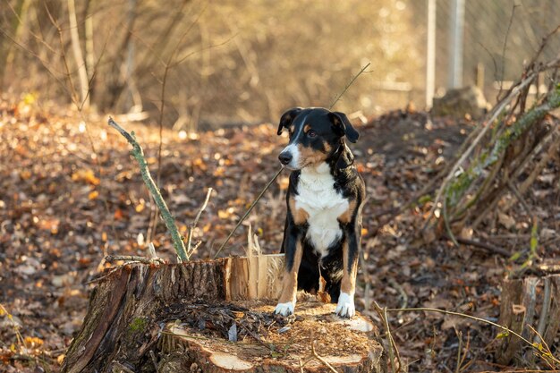 写真 野原に立っている犬の肖像画