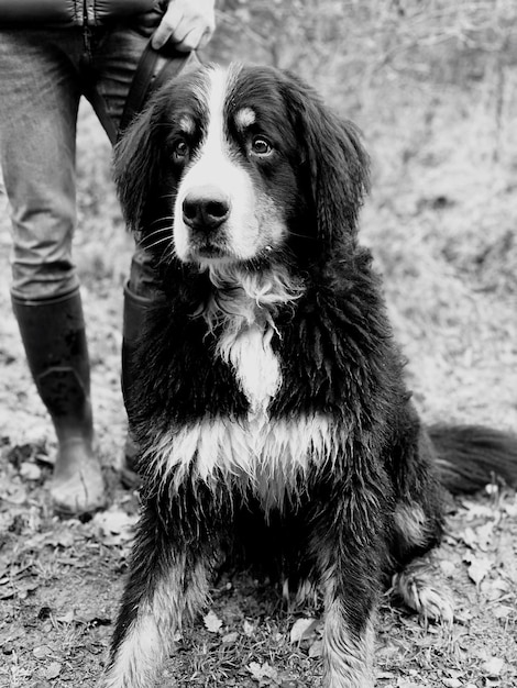 写真 フィールドに立っている犬の肖像画