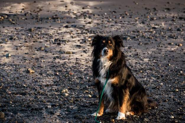 写真 陸に立っている犬の肖像画