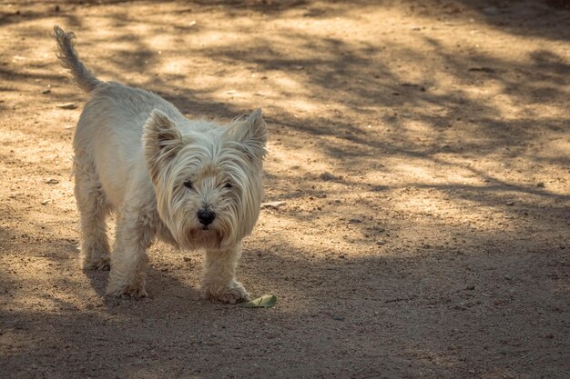 写真 陸に立っている犬の肖像画