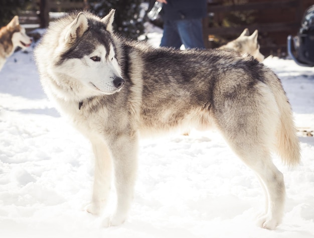 写真 雪の上に立っている犬の肖像画