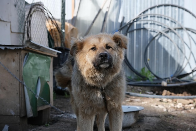 写真 外で立っている犬の肖像画