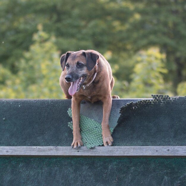 写真 外で立っている犬の肖像画