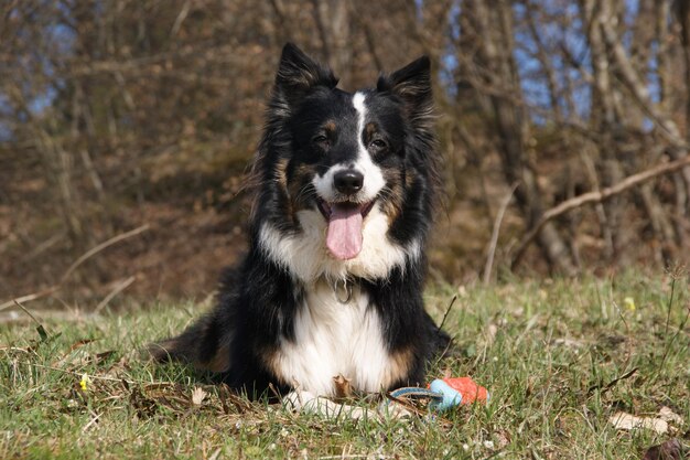 写真 陸上で舌を伸ばしている犬の肖像画