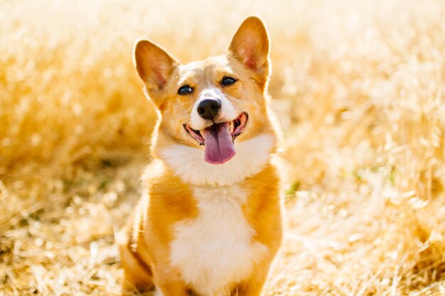 写真 舌を突き出した犬の肖像画