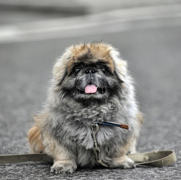 写真 舌を突き出した犬の肖像画