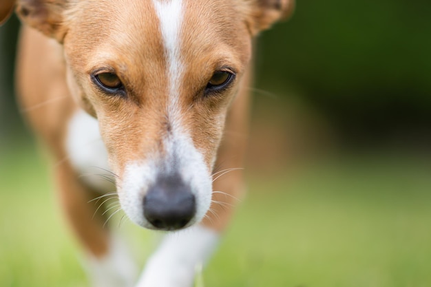 写真 野原を歩く犬の肖像画