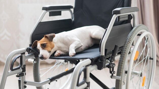 写真 ジムで犬と犬の肖像画