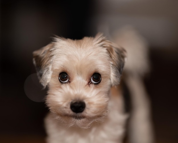 写真 犬の肖像画