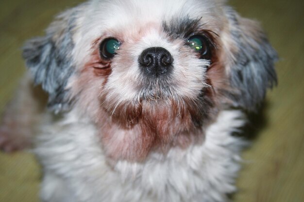 写真 犬の肖像画