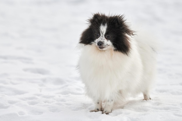 写真 犬の肖像画