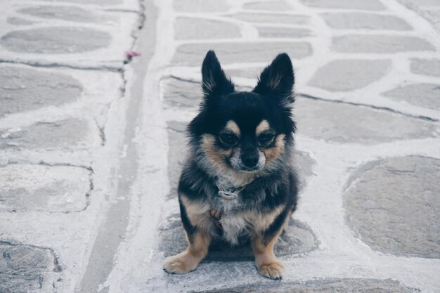 写真 犬の肖像画