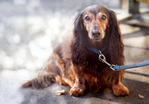 写真 犬の肖像画