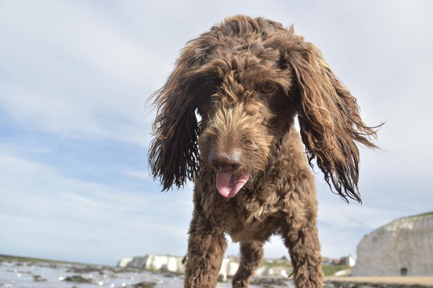 写真 犬の肖像画