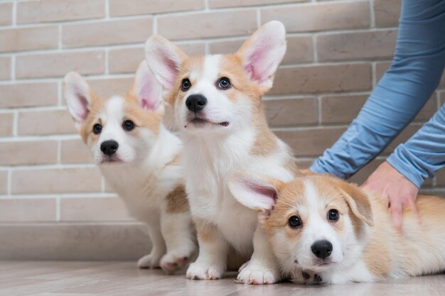 写真 犬の肖像画