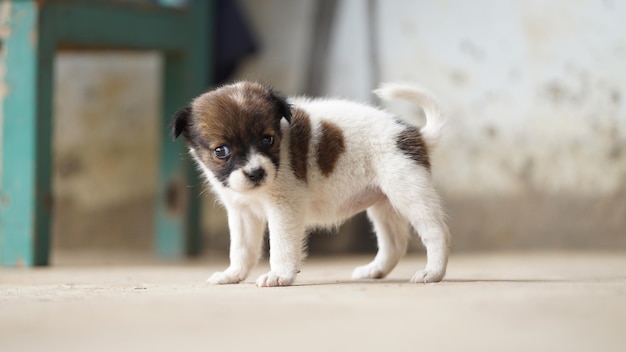 写真 犬の肖像画