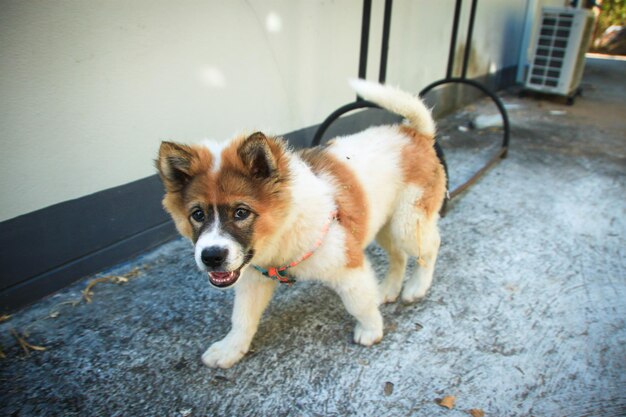 写真 犬の肖像画