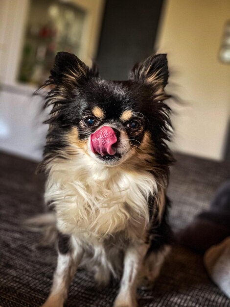 写真 犬の肖像画