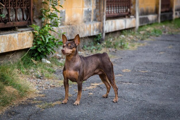 写真 犬の肖像画