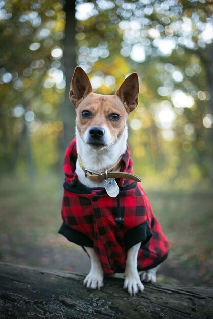 写真 犬の肖像画