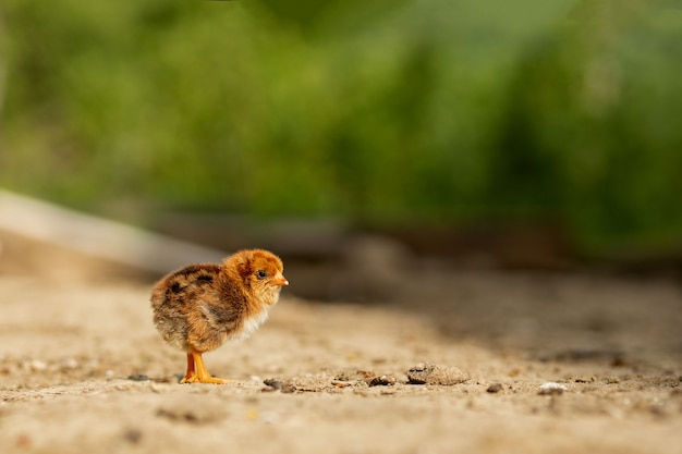 Портрет пасхи маленького пушистого желтого цыпленка, идущего во дворе села в солнечный весенний день.