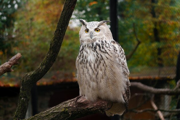 写真 ユーラシア の 鷹 の オウム の 肖像