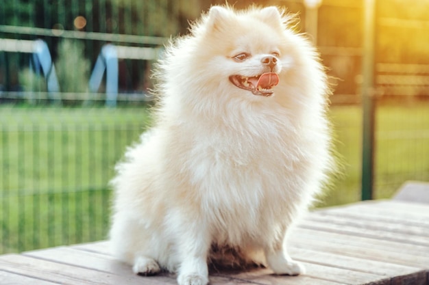 写真 犬の遊び場で小さなドイツのポメラニアンのふわふわの子犬の肖像画