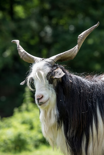 Фото Портрет козы с большими рогами и бородой. малая глубина резкости.