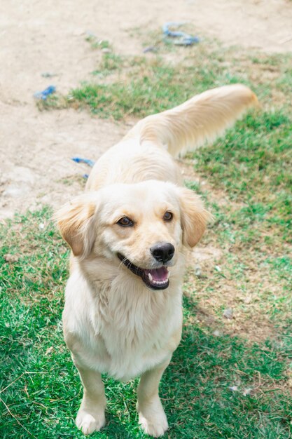 写真 幸せな屋外を楽しみにしているゴールデンレトリバーの子犬の肖像画