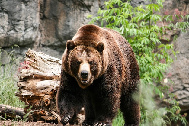 写真 森のグリズリークマの肖像画