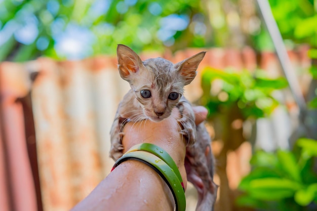 写真 外で猫を握っている手の肖像画