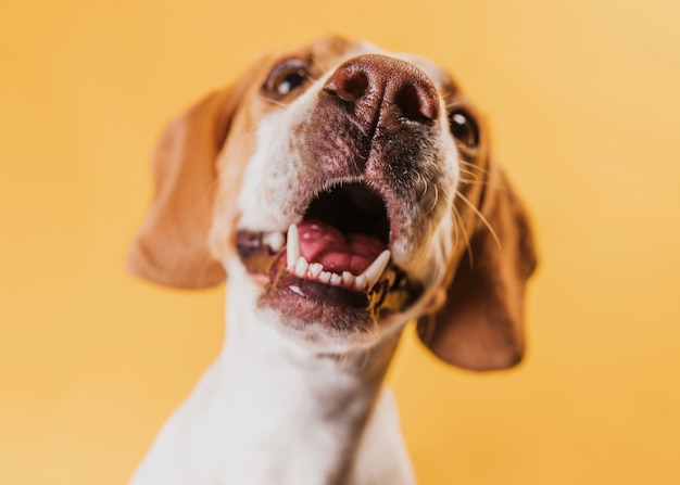 写真 幸せな美しい犬の肖像画