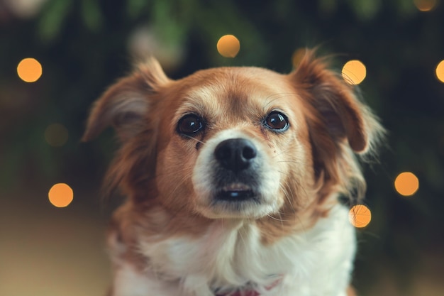 Фото Портрет счастливой коричневой милой собаки, выстрел в голову улыбающейся собаки