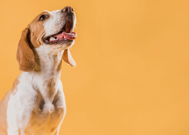 写真 コピースペースで幸せな犬の肖像画