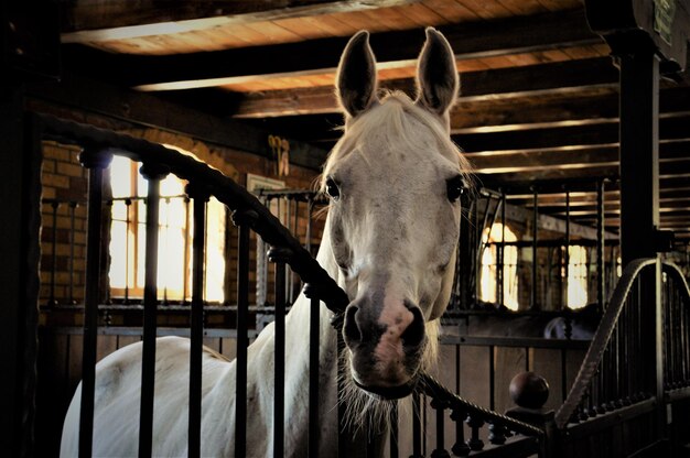 写真 厩舎の馬の肖像画