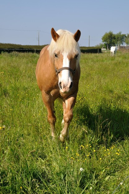 写真 野原での馬の肖像画