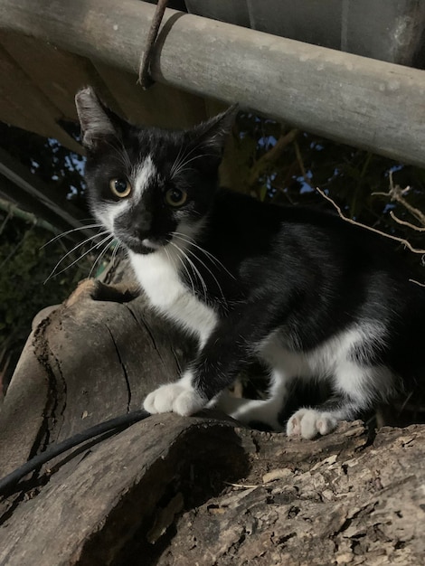 写真 カーペット上の子猫の肖像画