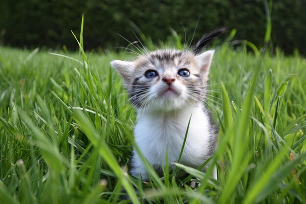 写真 野原の子猫の肖像画