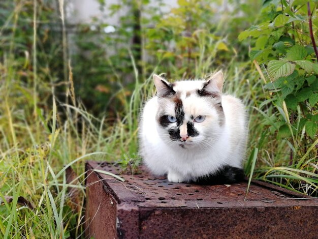 사진 식물 위 에 있는 새끼 고양이 의 초상화