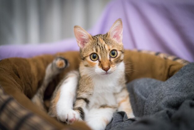 Фото Портрет котенка, отдыхающего дома