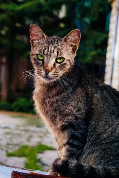 Фото Портрет котенка, сидящего на поле