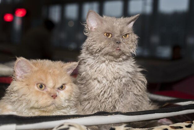 사진 새끼 고양이 의 초상화