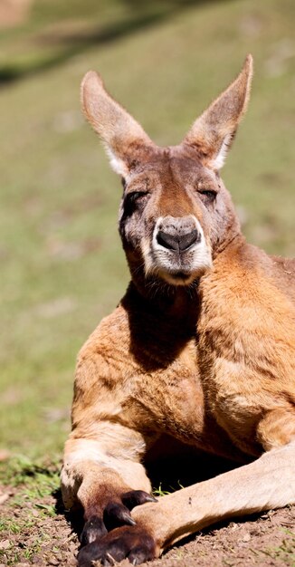 写真 動物園のフィールドに座っているライオンの肖像画